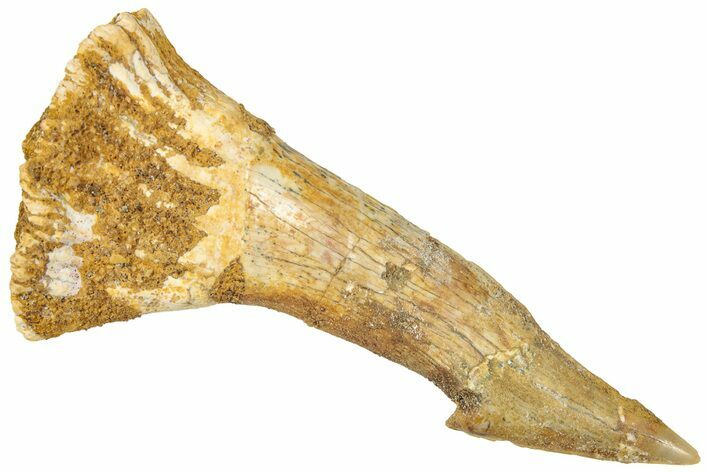 Fossil Sawfish (Onchopristis) Rostral Barb - Morocco #322862